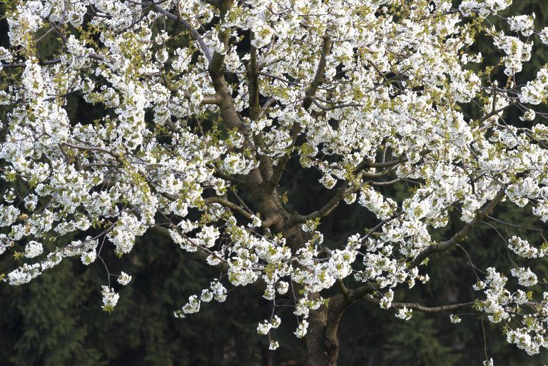 Kirschblüte in Fraxern