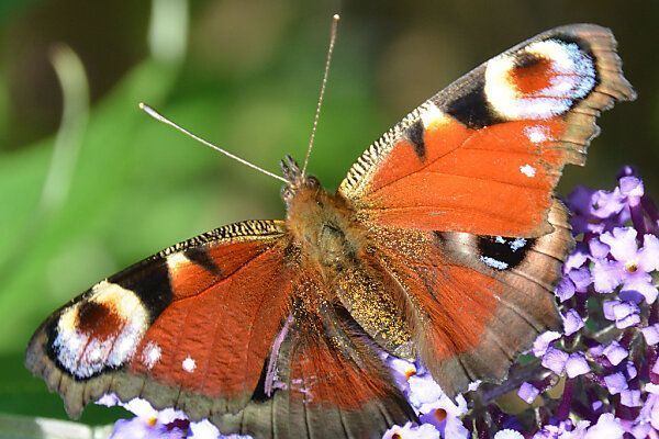 Tagpfauenauge ist heimischer Schmetterling des Jahres 2024