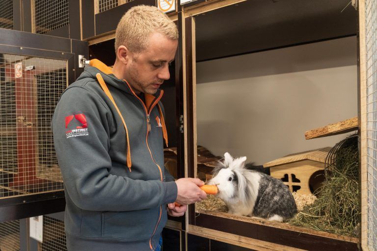 Warum lebende Kaninchen als Osterüberraschung keine gute Idee sind