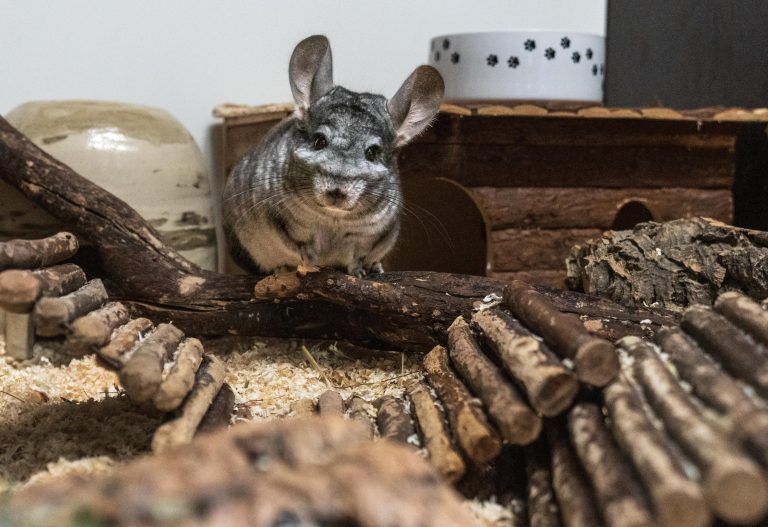 Warum lebende Kaninchen als Osterüberraschung keine gute Idee sind