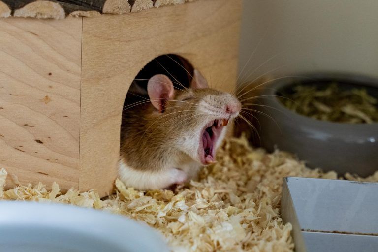 Warum lebende Kaninchen als Osterüberraschung keine gute Idee sind