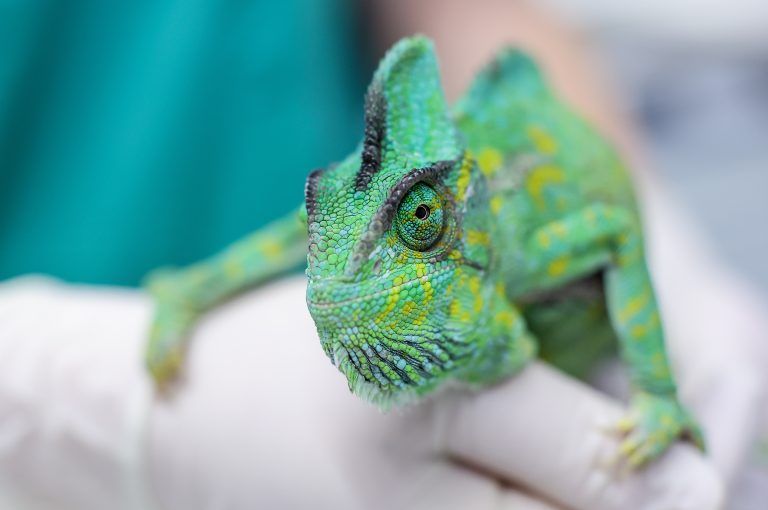 ABD0016_20230315 – LEIPZIG – DEUTSCHLAND: 23.02.2023, Sachsen, Leipzig: Brunhilde, ein Jemen-Chamleon, wird von einer Tierrztin in der Klinik fr Vgel und Reptilien der Veterinrmedizinischen Fakultt der Universitt untersucht. Mit der steigenden Zahl der Halter exotischer Haustiere wird auch immer wieder die zum Teil sehr aufwndige Haltung dieser Tiere kritisiert. Eine typische Erkrankung von Chamleons in […]