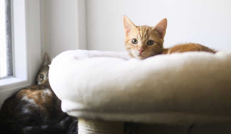 ABD0048_20230820 – HANNOVER – DEUTSCHLAND: PRODUKTION – 19.08.2023, Niedersachsen, Hannover: Als wild lebende, verwahrloste aufgegriffene kleine Katzen sitzen in einem Quaratnezimmer der Katzenhilfe Hannover e.V. Das Leid der Stra§enkatzen ist zu einem der gr§ten unbemerkten Tierschutzprobleme der vergangenen Jahre geworden. Das stellt der aktuelle Katzenschutzreport des Deutschen Tierschutzbundes fest. Demnach sind fast alle der etwa […]