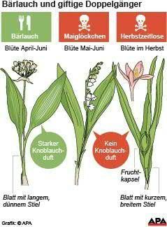 Illustration Brlauch, Maiglckchen und Herbstzeitlose – Factbox. Die Auslieferung der APA-Grafiken als Embed-Code ist ausschlie§lich Kunden mit einer gltigen Vereinbarung fr Grafik-Pauschalierung vorbehalten. Dabei inkludiert sind automatisierte Schrift- und Farbanpassungen an die jeweilige CI. Fr weitere Informationen wenden Sie sich bitte an unser Grafik-Team unter grafik@apa.at. GRAFIK 0299-24, 88 x 118 mm