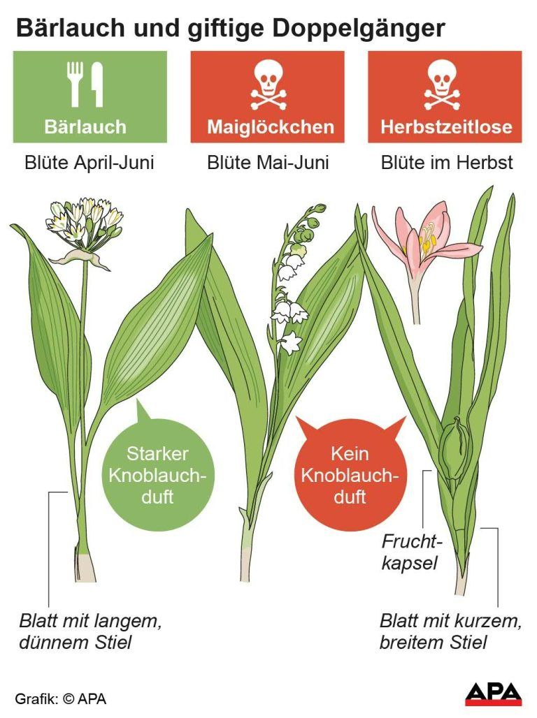 Brlauch, Maiglckchen und Herbstzeitlose; Die Auslieferung der APA-Grafiken als Embed-Code ist ausschlie§lich Kunden mit einer gltigen Vereinbarung fr Grafik-Pauschalierung vorbehalten. Dabei inkludiert sind automatisierte Schrift- und Farbanpassungen an die jeweilige CI. Fr weitere Informationen wenden Sie sich bitte an unser Grafik-Team unter grafik@apa.at. GRAFIK 0442-23, 88 x 118 mm