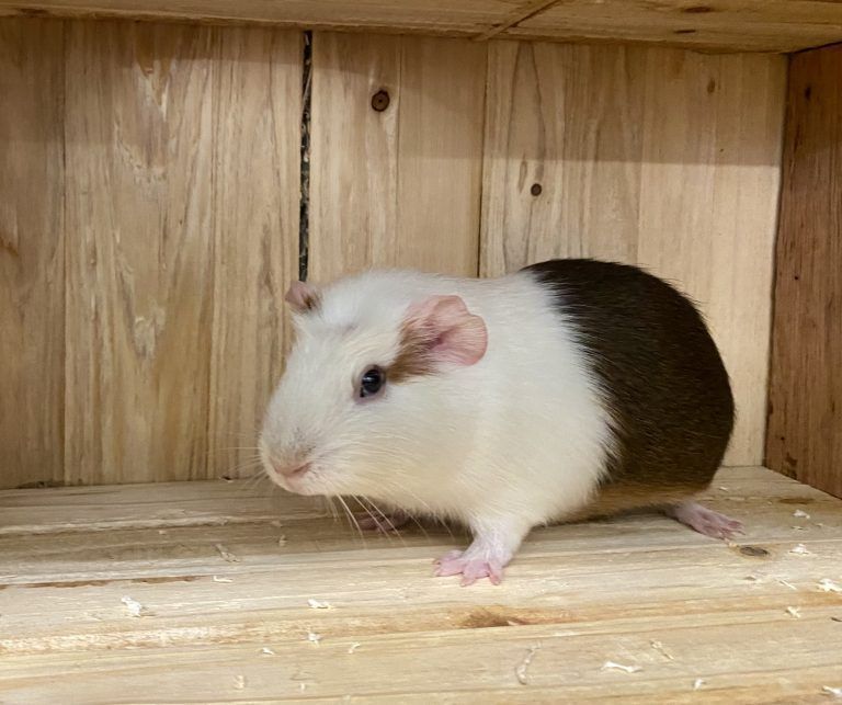 Tierecke, Tierschutzheim