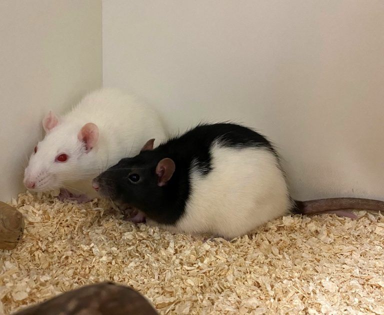 Geschwisterpaar Meerschweinchen auf der Suche nach einem neuen Heim. <span class="copyright">Tierheim</span>