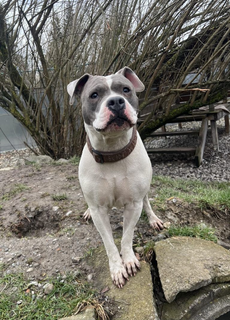 Kira ist auf der Suche nach einem neuen Zuhause mit Menschen die viel Zeit mit ihr verbringen. <span class="copyright">tierheim</span>