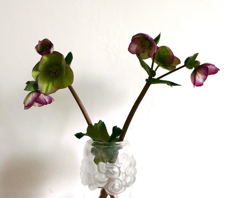 Lenzrose