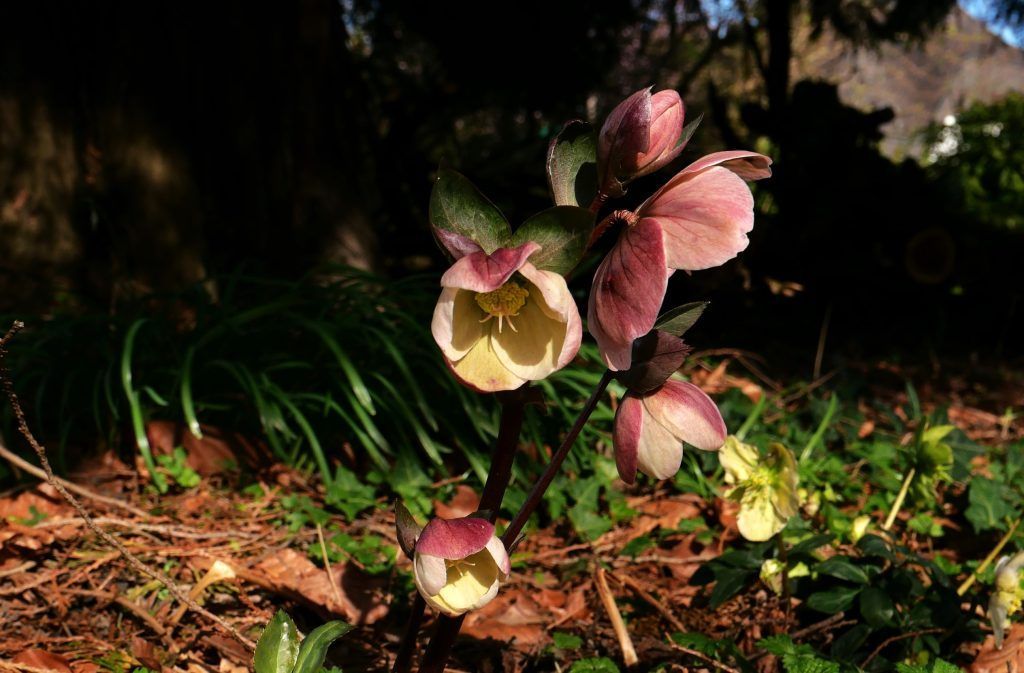 Eine frühe Schönheit: Die Lenzrose