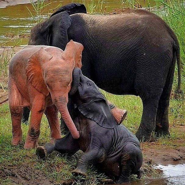Rosa Baby-Elefant in Südafrika gesichtet