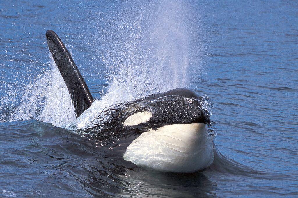 Orca tötet Weißen Hai binnen zwei Minuten
