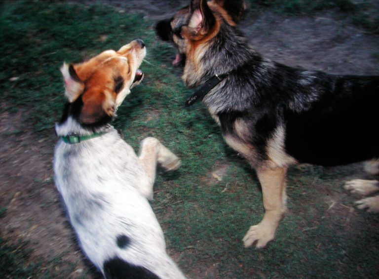 RECORD DATE NOT STATED playing dogs feel good in their environment playing dogs feeling free