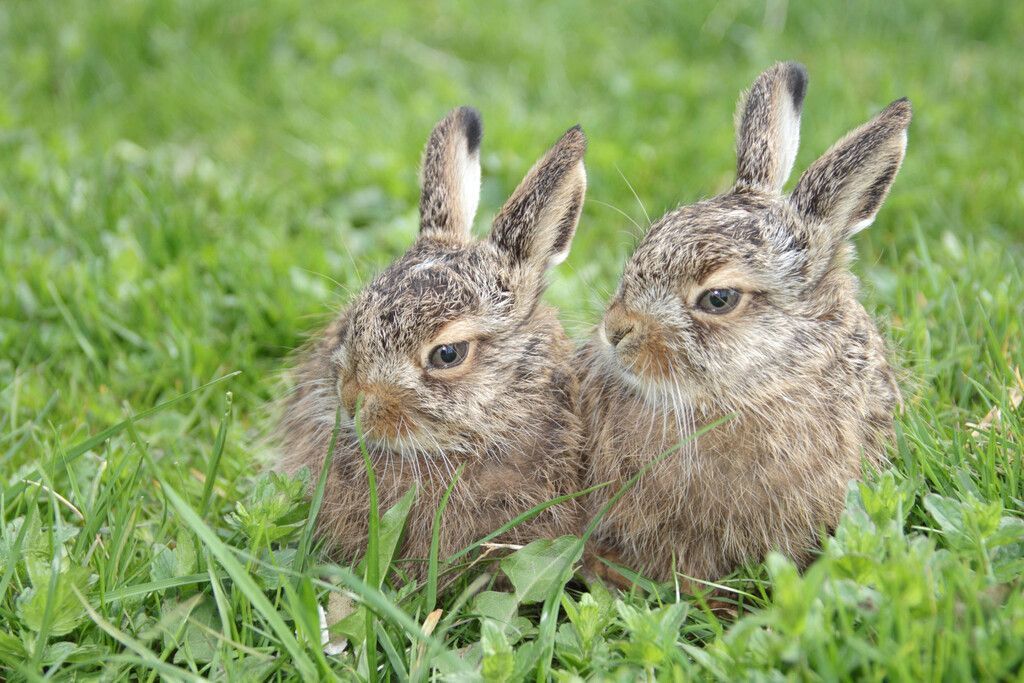 Osterbräuche rund um den Globus: Eine bunte Vielfalt von Traditionen