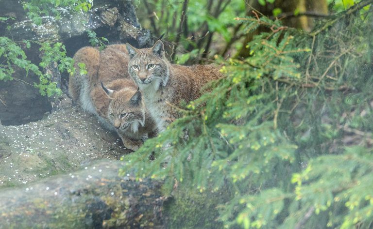 Zwei Wildpark-Luchse reisen heute nach Polen