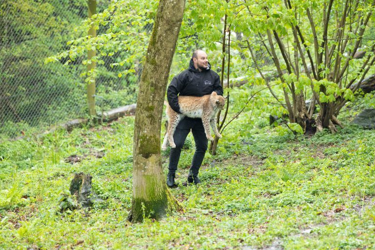 Zwei Wildpark-Luchse reisen heute nach Polen