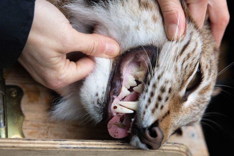Zwei Wildpark-Luchse reisen heute nach Polen