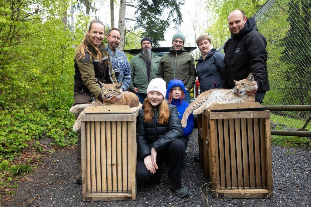 Zwei Wildpark-Luchse reisen heute nach Polen