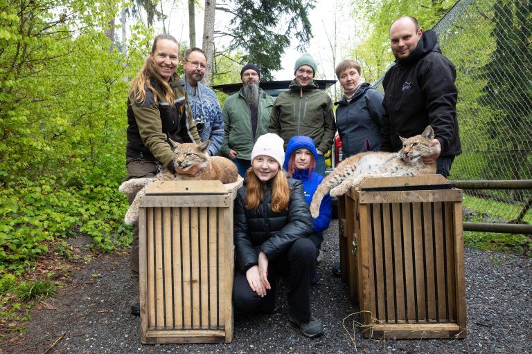 Zwei Wildpark-Luchse reisen heute nach Polen