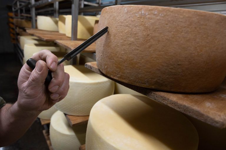 Wir sind bei Familie Meusburger-Flatz. Ich brauche Fotos von der Bauernfamilie, den Tieren, dem Stall, dem Hofladen und dem Käse