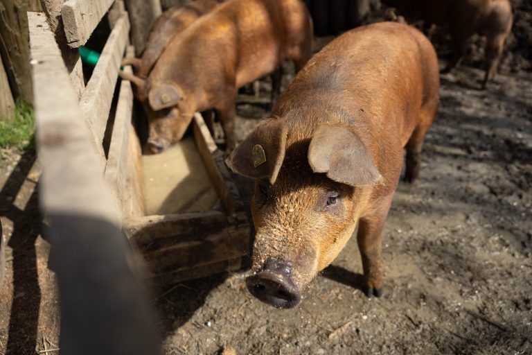 Wir sind bei Familie Meusburger-Flatz. Ich brauche Fotos von der Bauernfamilie, den Tieren, dem Stall, dem Hofladen und dem Käse