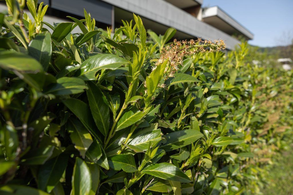 Eine beliebte Hecke soll verschwinden
