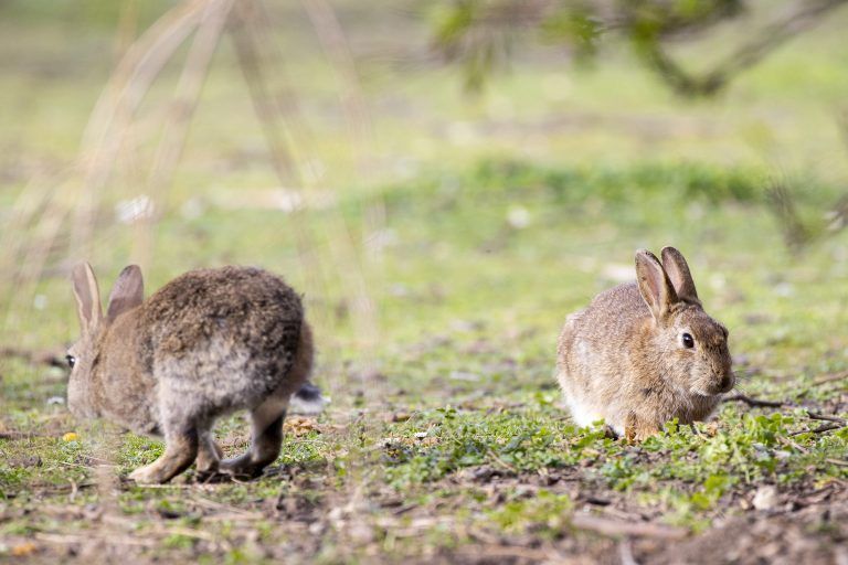 ABD0035_20240330 – WIEN –
STERREICH: ++ THEMENBILD ++ Illustration zu den Themen WETTER/FRHLING/OSTERN. Kaninchen aufgenommen am Samstag, 30. Mrz 2024, in Wien. – FOTO: APA/TOBIAS STEINMAURER