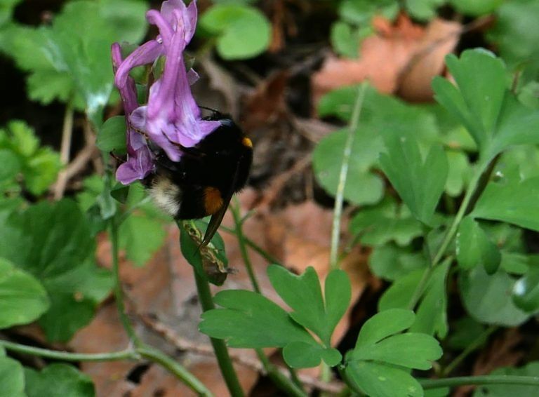 Gartentipp