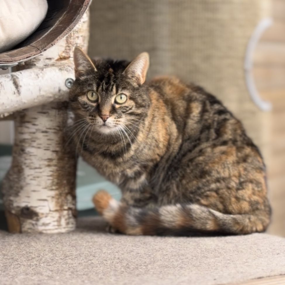 Ein neues Zuhause für Tiere