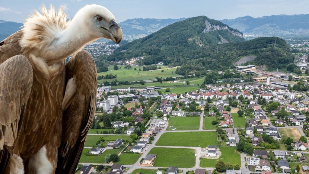 &#8220;Rekordpleitenjahr&#8221;: So sieht die Lage in Vorarlberg aus