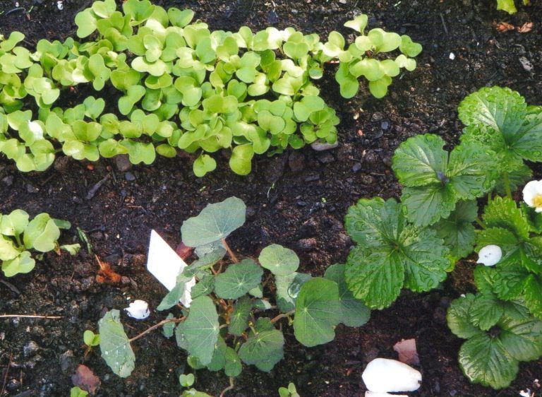 WG: Fotos: Christine Moosmann-Hämmerle, Kind am Gärtnern, Garten, Kinder