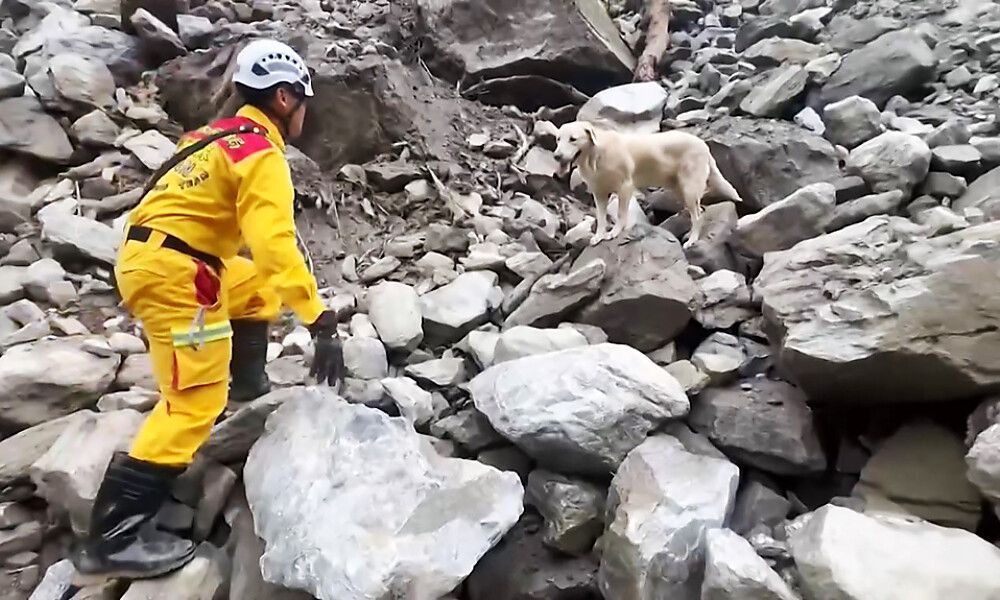 Als Drogenspürhund zu freundlich