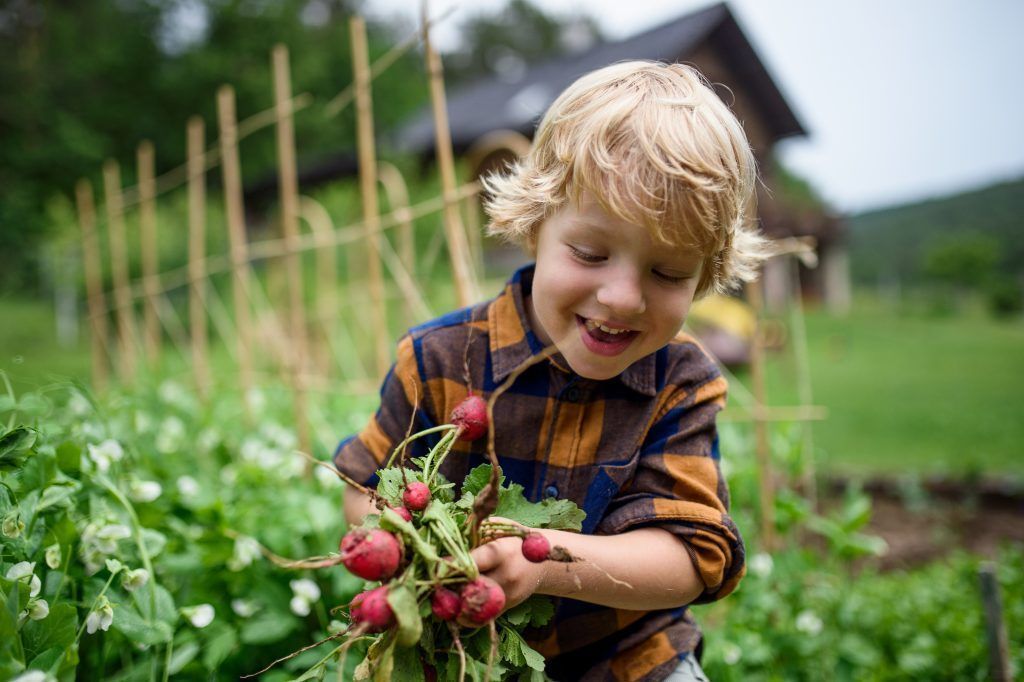 Gartentipp: Ein Gemüsebeet für Kinder