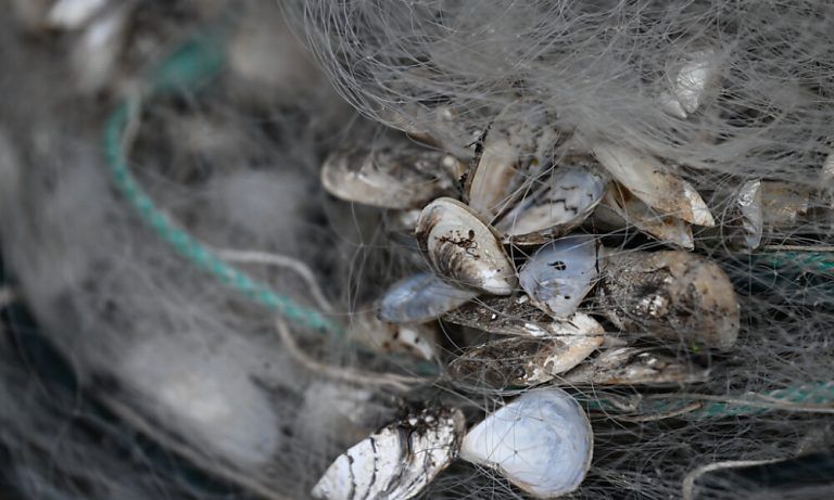 Quaggamuscheln hängen in einem Fischernetz am Bodensee fest