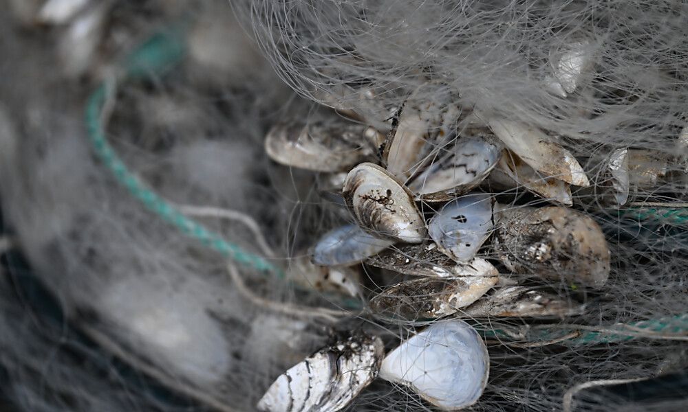 Bodensee: Kampf gegen invasive Quaggamuschel