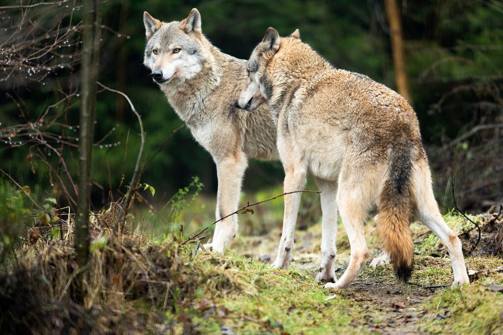 Mädchen soll vor zwei Wölfen geflüchtet sein