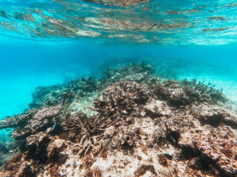 Underwater evidence of coral bleaching on reef Exmouth, Western Australia, Australia R_LTJL24022048-1354542-01