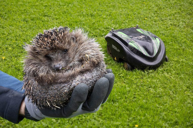 Annelies Dalpez mit Igel, v