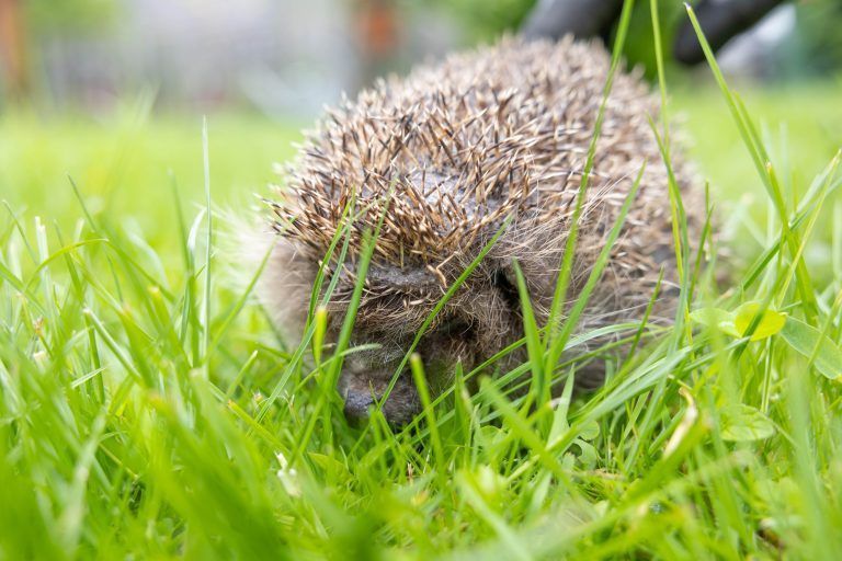 Annelies Dalpez mit Igel, v
