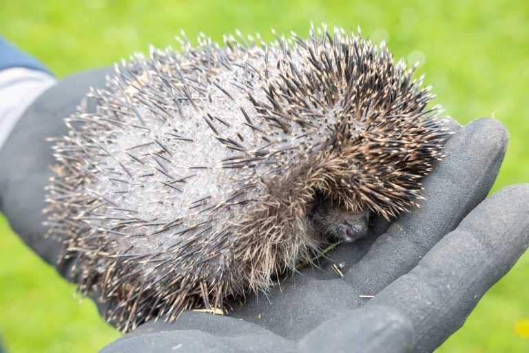 Annelies Dalpez mit Igel, v