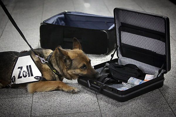 Besonderer Geruchssinn bei Hunderassen erforscht