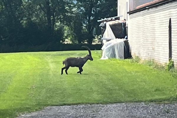 Steinbock stolzierte in Weiz tagelang durch Siedlung