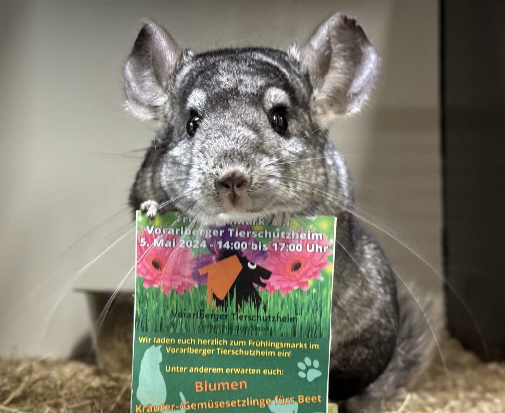 Frühlingsmarkt im Tierschutzheim