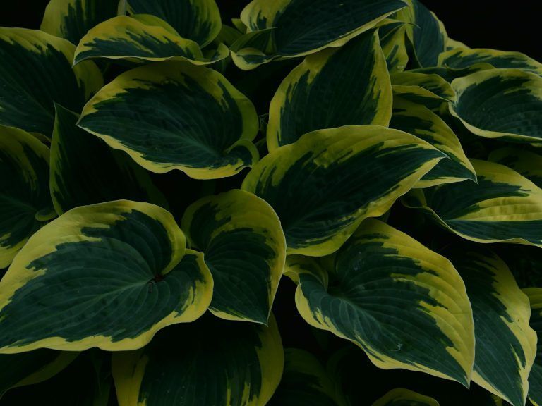Hosta