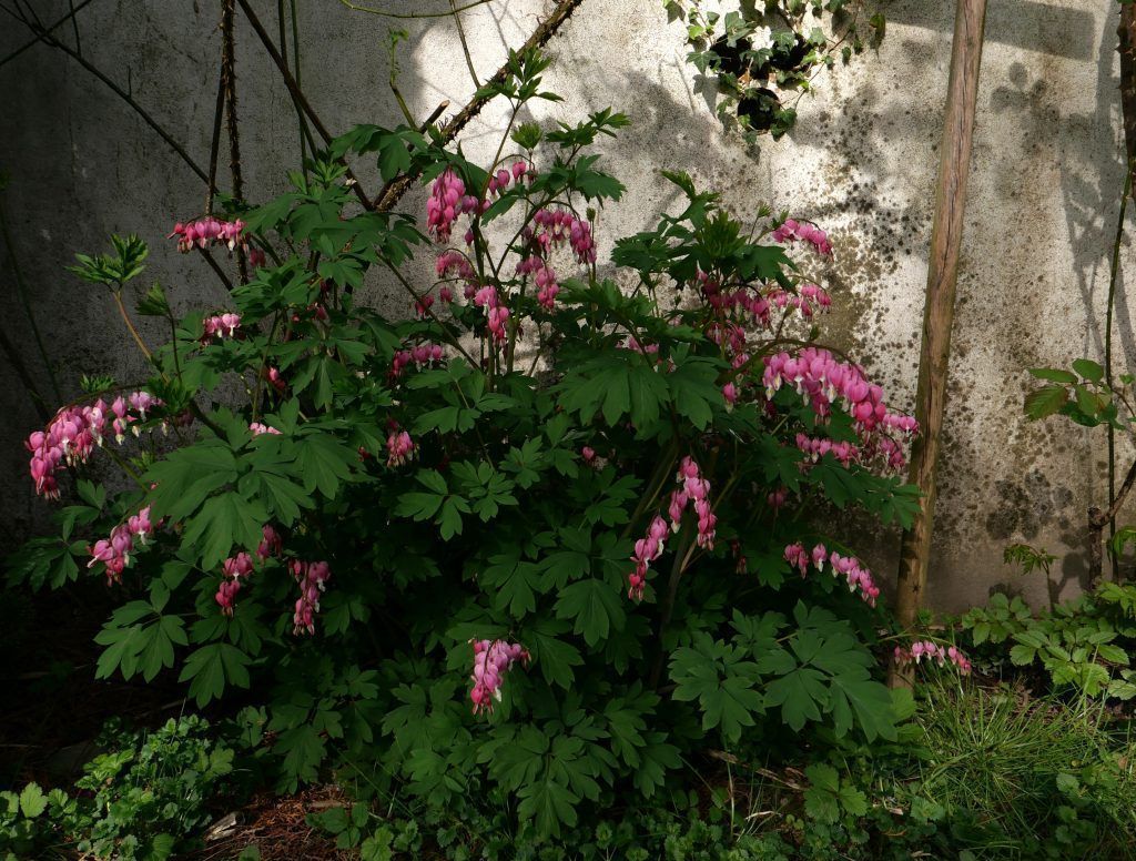 Gartentipp: So erblüht ihr Schattengarten