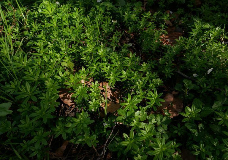 Waldmeister