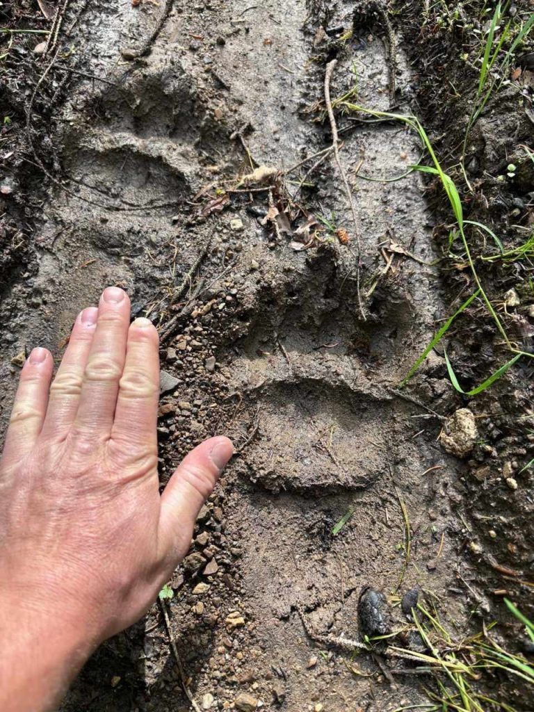 Spur Braunbär