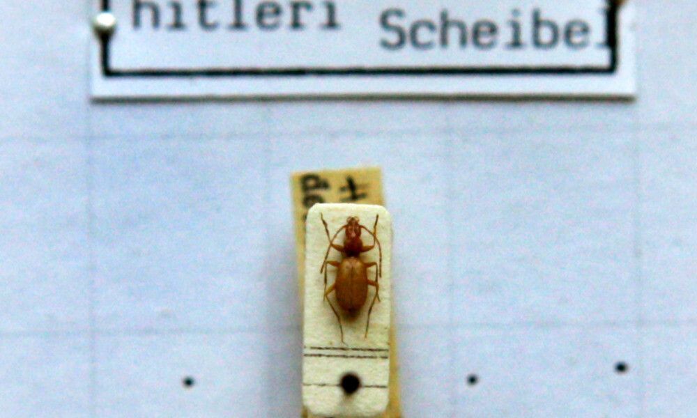 Kleiner brauner Hitler-Käfer darf seinen umstrittenen Namen behalten
