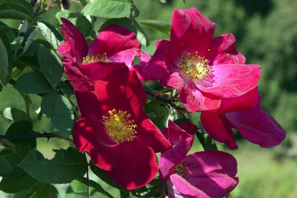 Gartentipp: Wildrosen, die schönen Wilden