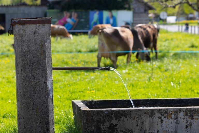 Landwirtschaft Kühe stall Bauer